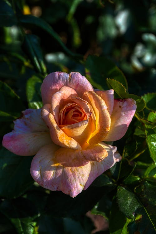 Close-Up Shot of a Blooming Hybrid Tea Rose

