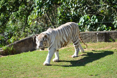 White Tiger Walking on Grass