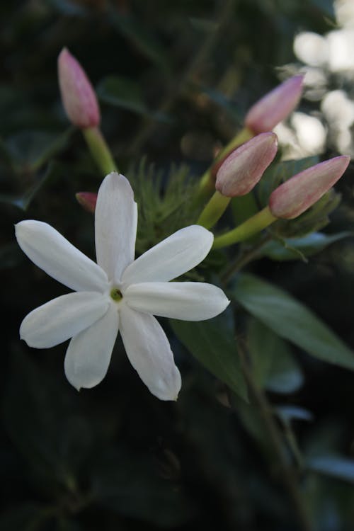 jasmine with buds
