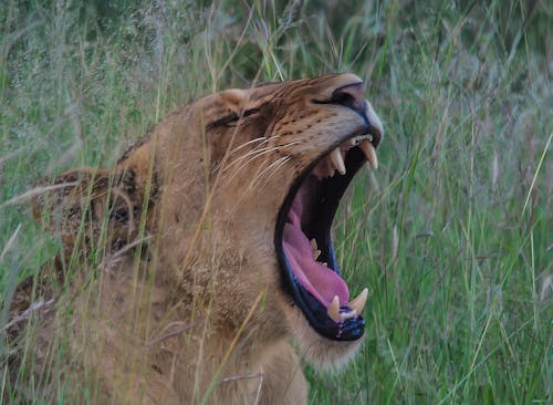 bezplatná Základová fotografie zdarma na téma africký lev, lev, zvířata ve volné přírodě Základová fotografie
