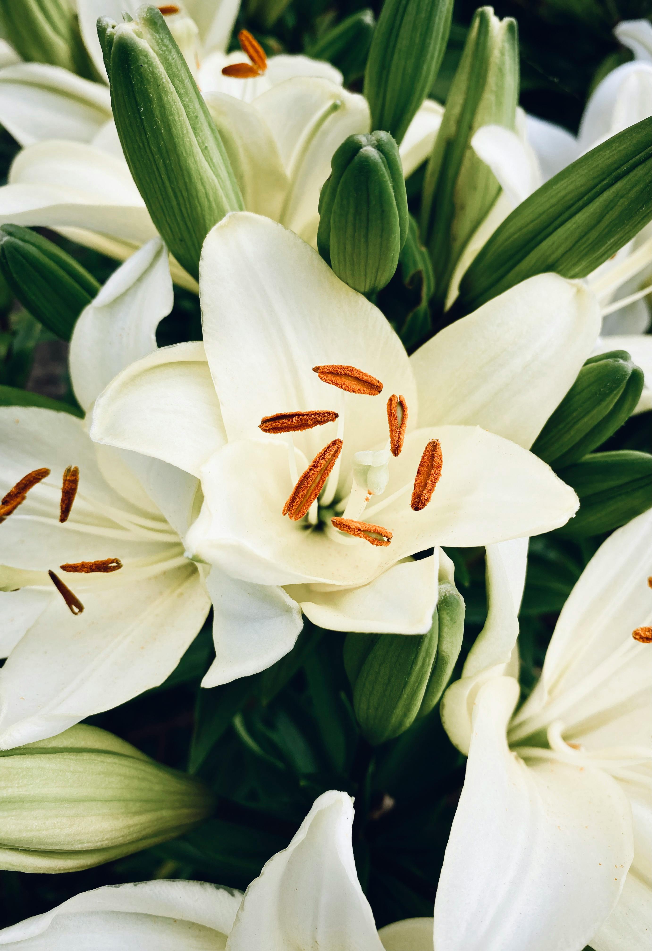 A detailed close-up of blooming white lilies capturing the essence of summer's flora.