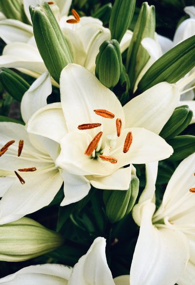 Blooming white lilies in close-up, photo by Eugene Golovesov on Pexels