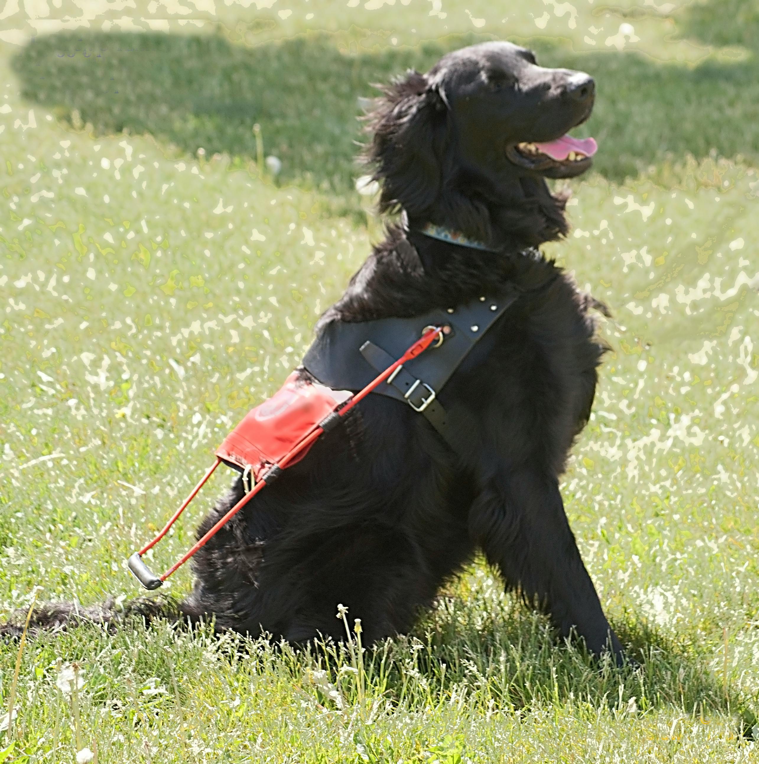 Free stock photo of Flat Coated Guide Dog
