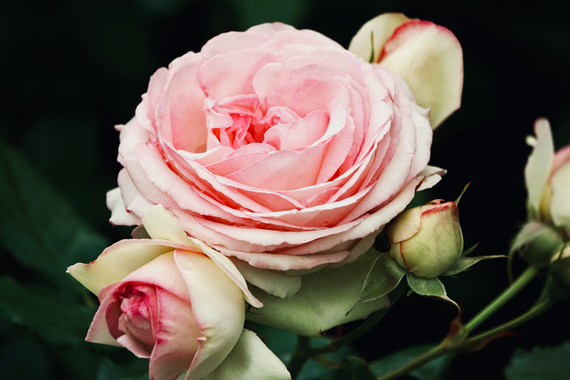 Fine Rose Close-Up Shot of Roses in Bloom · Free Stock Photo