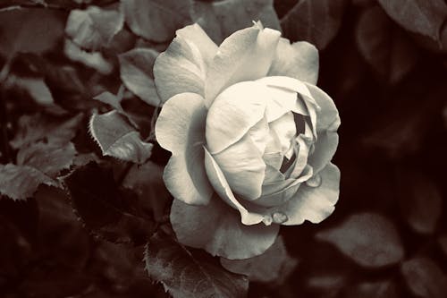 Gratuit Imagine de stoc gratuită din alb-negru, floare, floră Fotografie de stoc