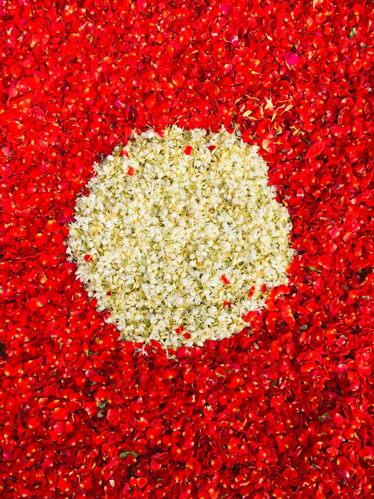 White Circle On Red Background Made From Flower Petals 