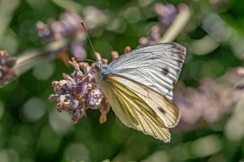 White Butterfly on Green Plant