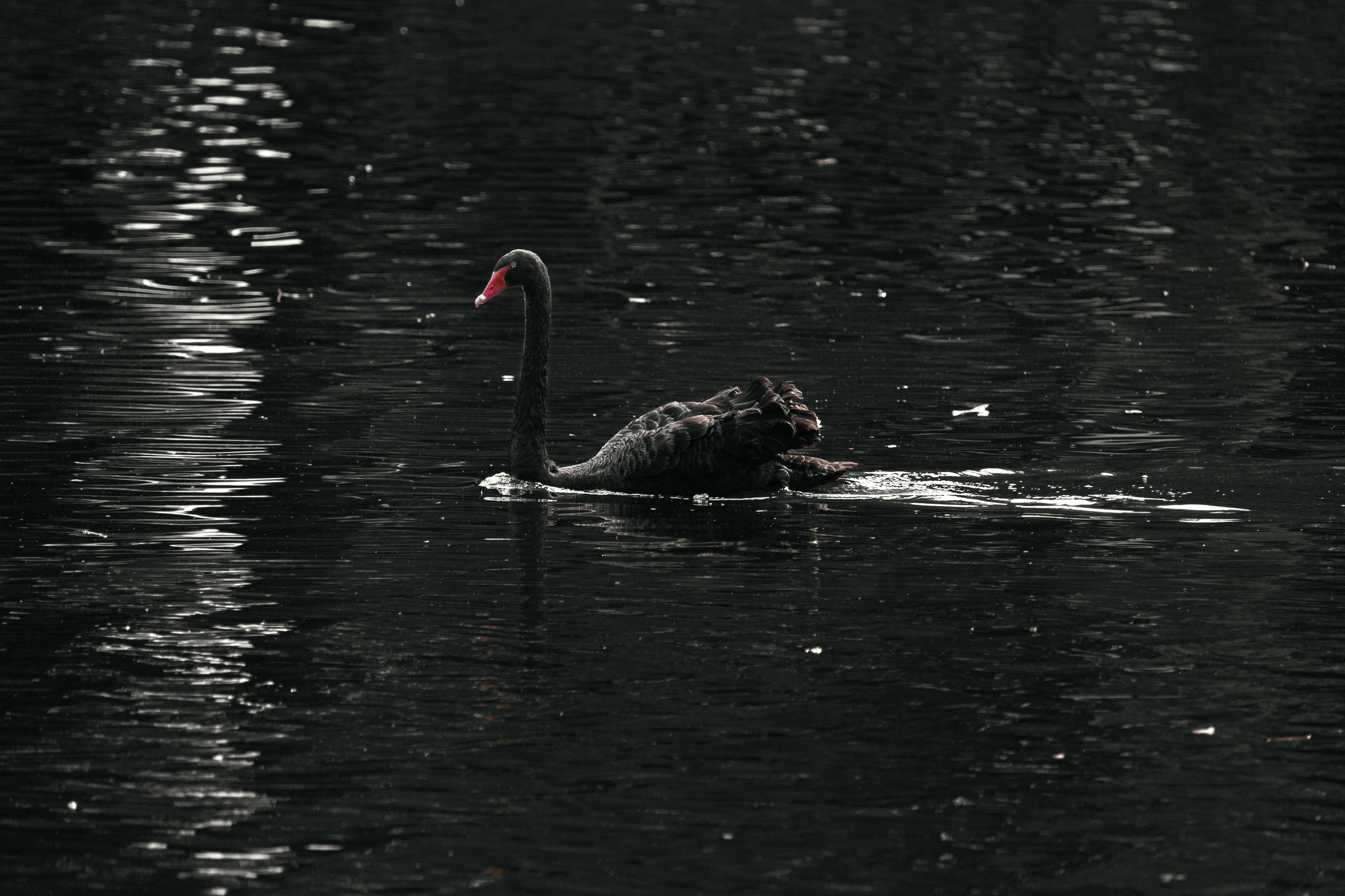 Animal Black Swan 4k Ultra HD Wallpaper