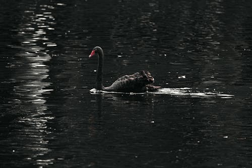 black swan bird wallpaper