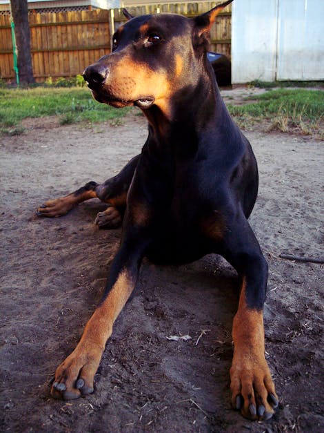 Free stock photo of doberman, dog