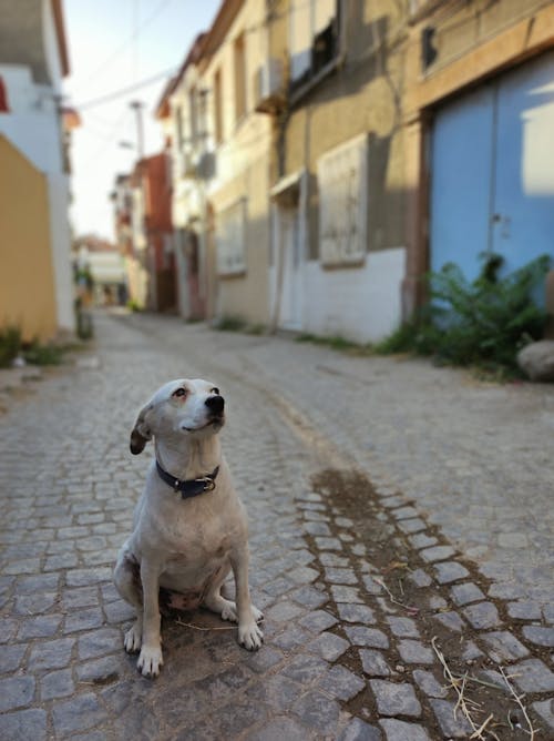 White Short Coated Dog Sitting on Gray Concrete Floor