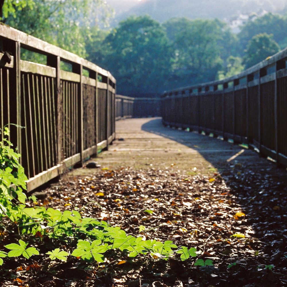 Fence and Decking Painting in Well Hall — the finished result after a professional repaint