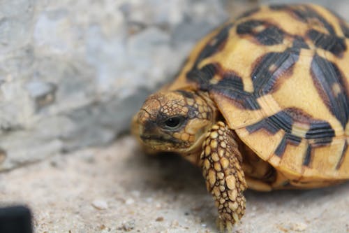 cute little tortoise