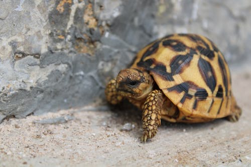 cute little tortoise