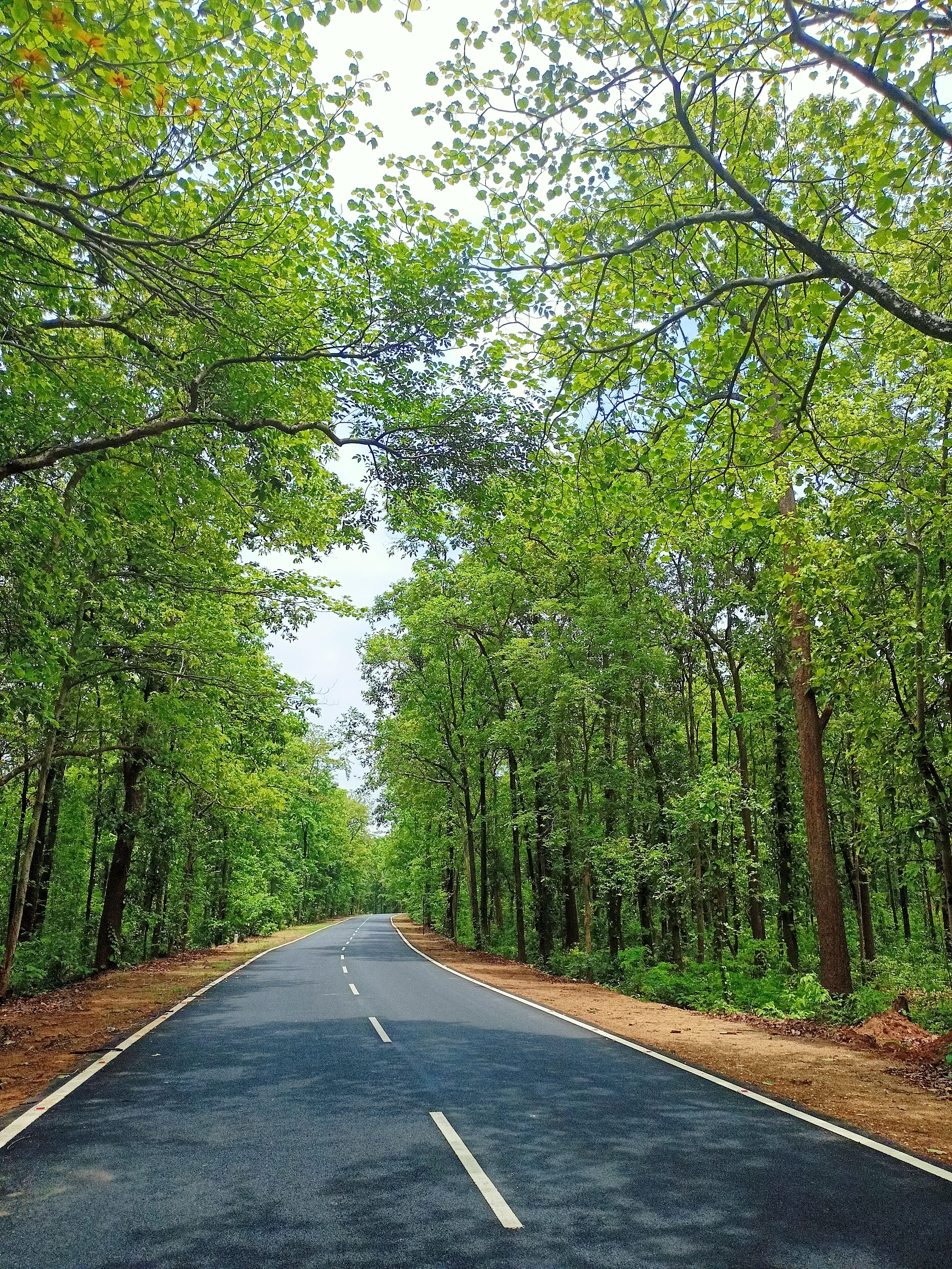 A Road Surrounded by Tall Trees · Free Stock Photo