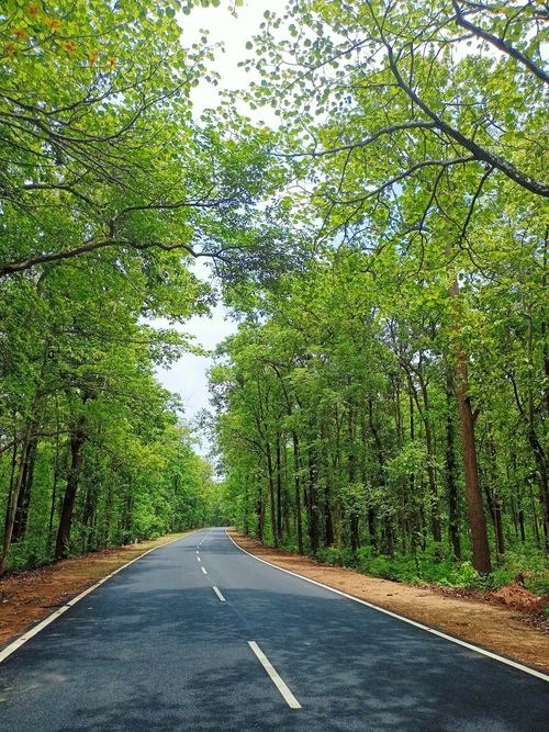 Free A serene road passes through tall, verdant trees, creating a tranquil escape in Odisha, India. Stock Photo
