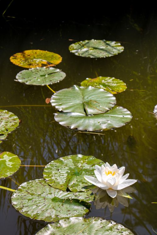 Free A peaceful scene of water lilies and lily pads gently floating on a tranquil pond. Stock Photo