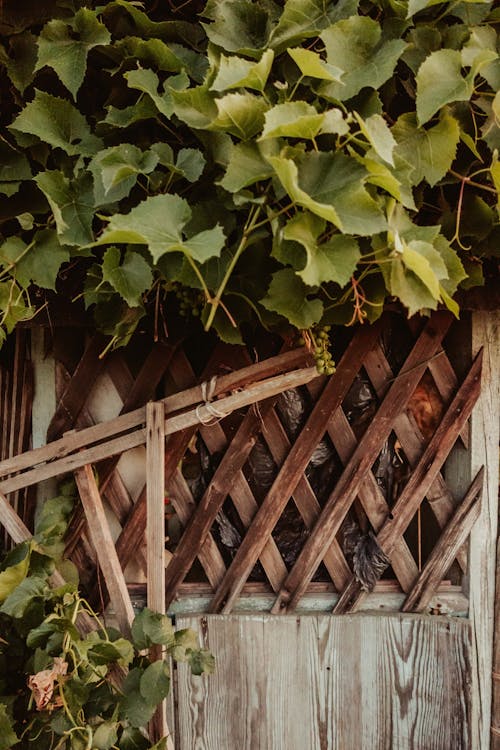 Green Leaves on Brown Wooden Fence