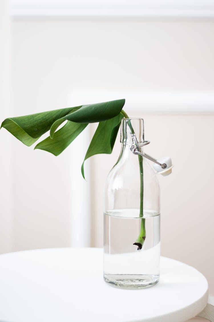 Green Leaf In Jar On Table