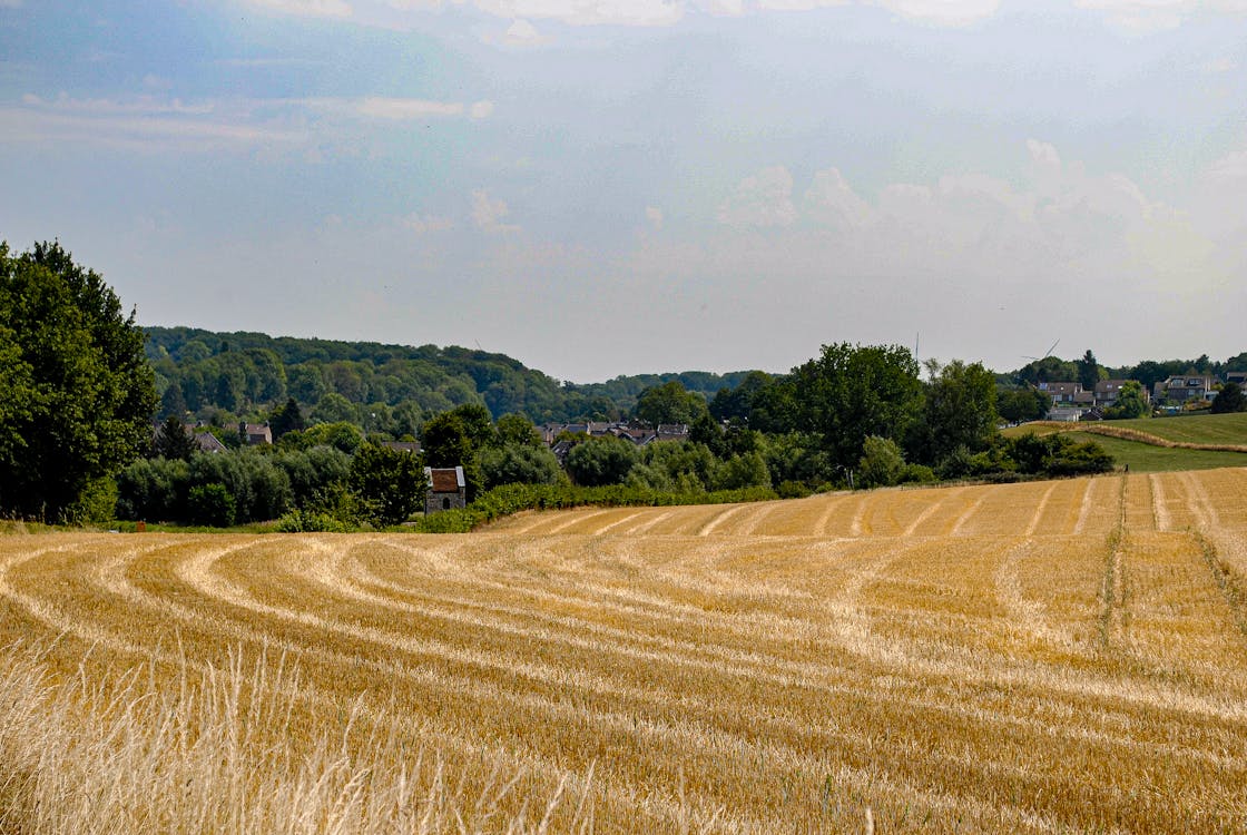 Gratis stockfoto met akkerland, bomen, hemel