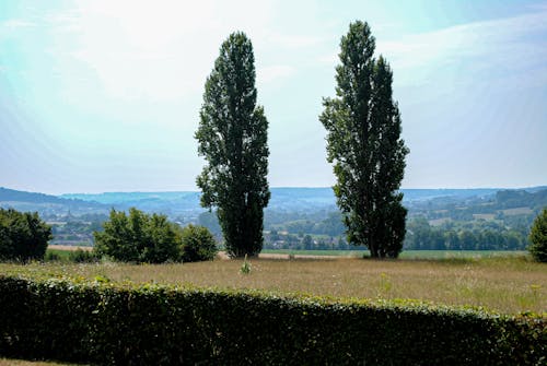 Бесплатное стоковое фото с горизонт, деревья, живописный