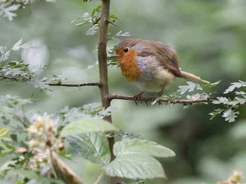 Photos gratuites de animal, aviaire, branche