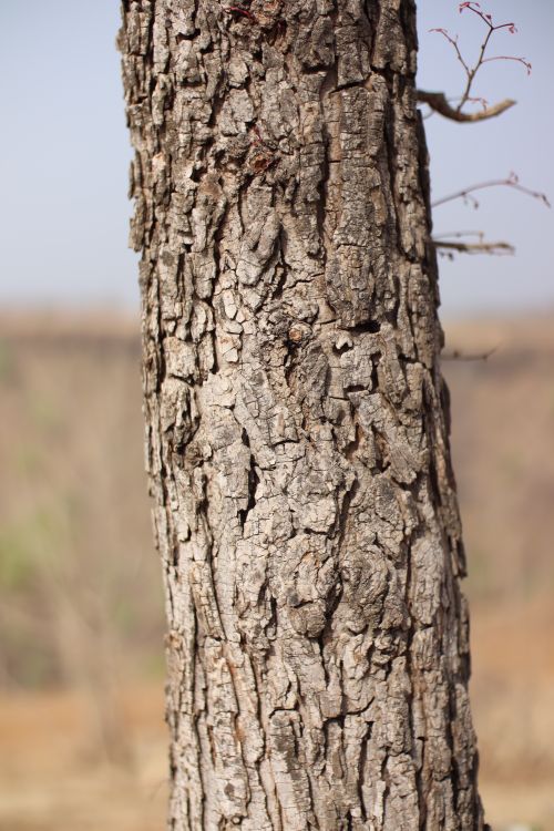 Trunk Image A Close-Up Shot of a Tree Trunk · Free Stock Photo
