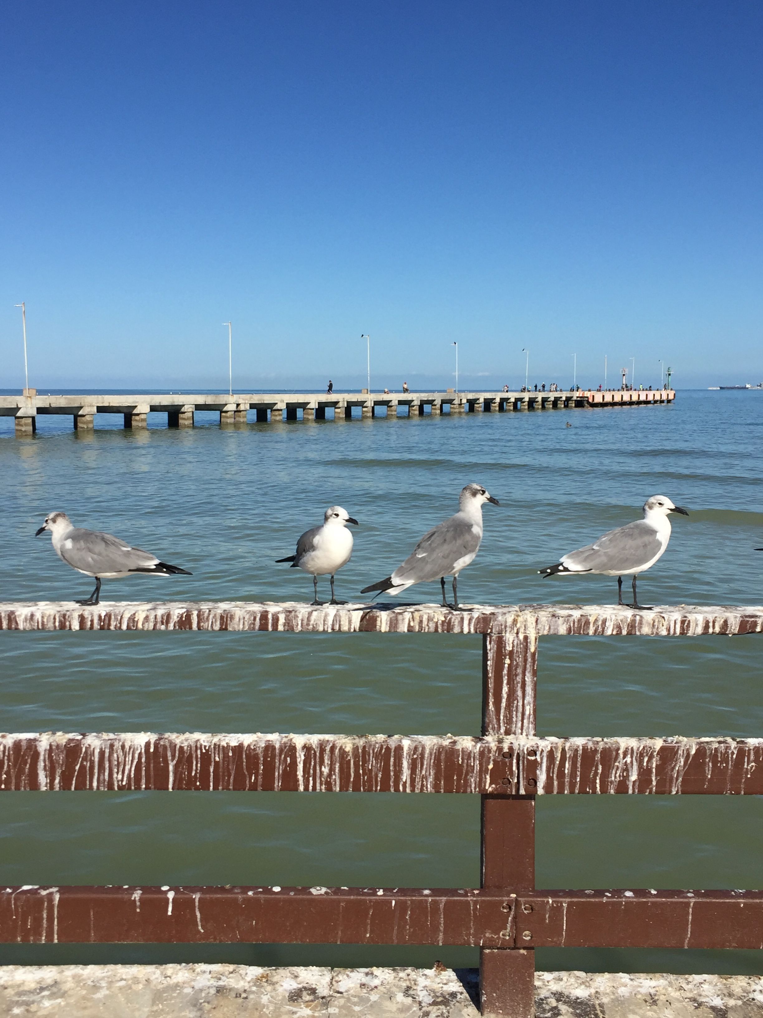 Newly Borned Birds Photos, Download Free Newly Borned Birds Stock ...