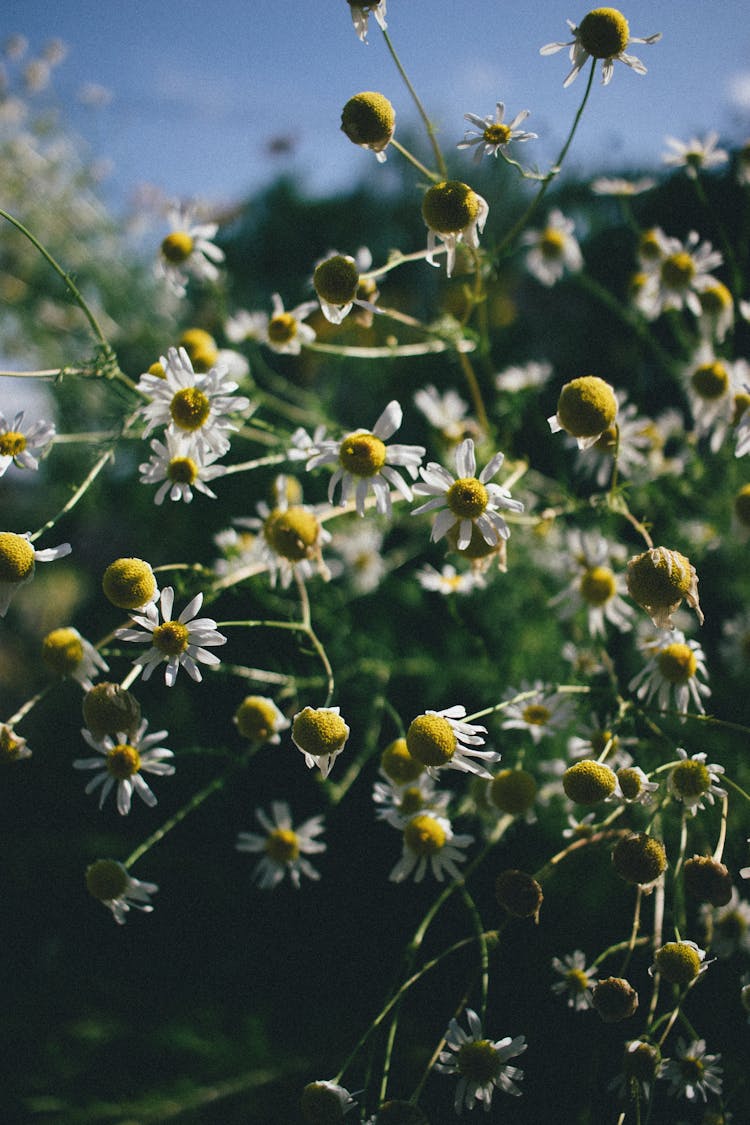 Wilting Chamomile Flowers