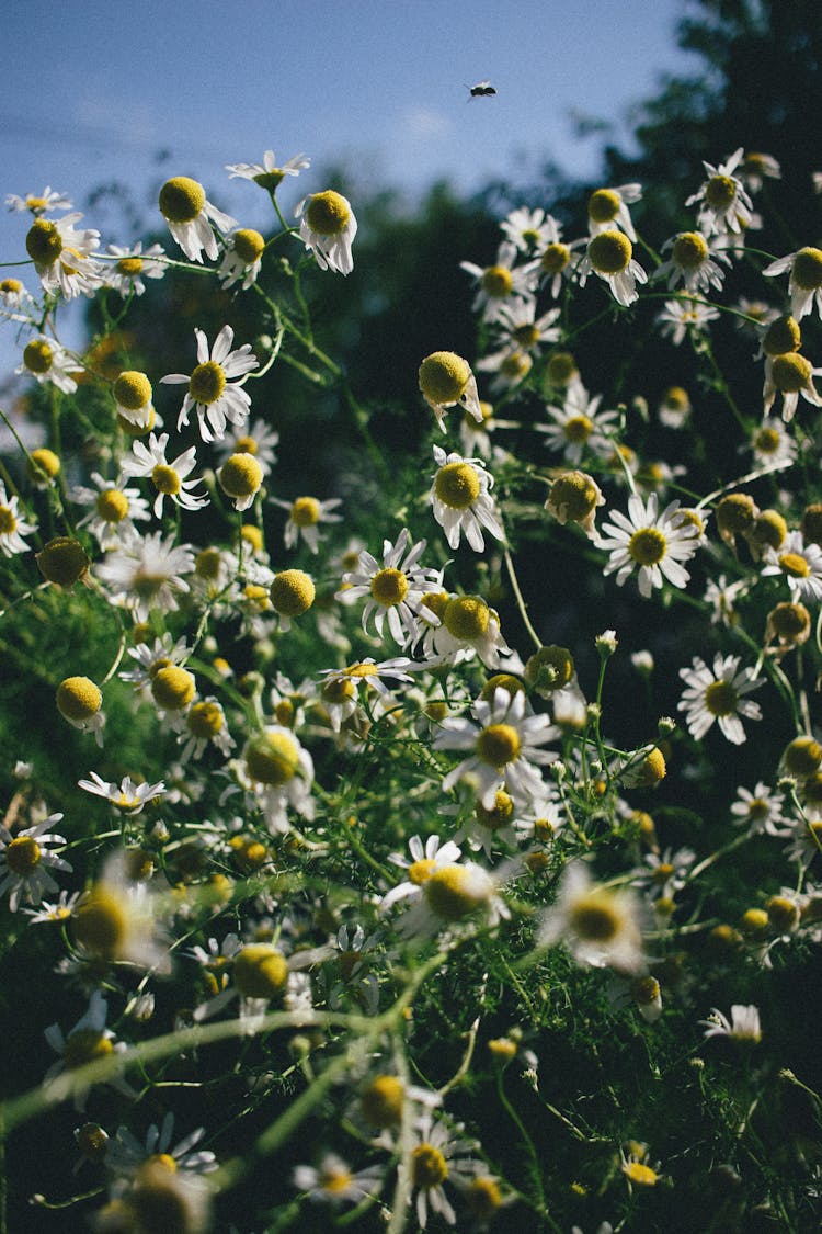 Insect Flying Above Chamomile Flowers