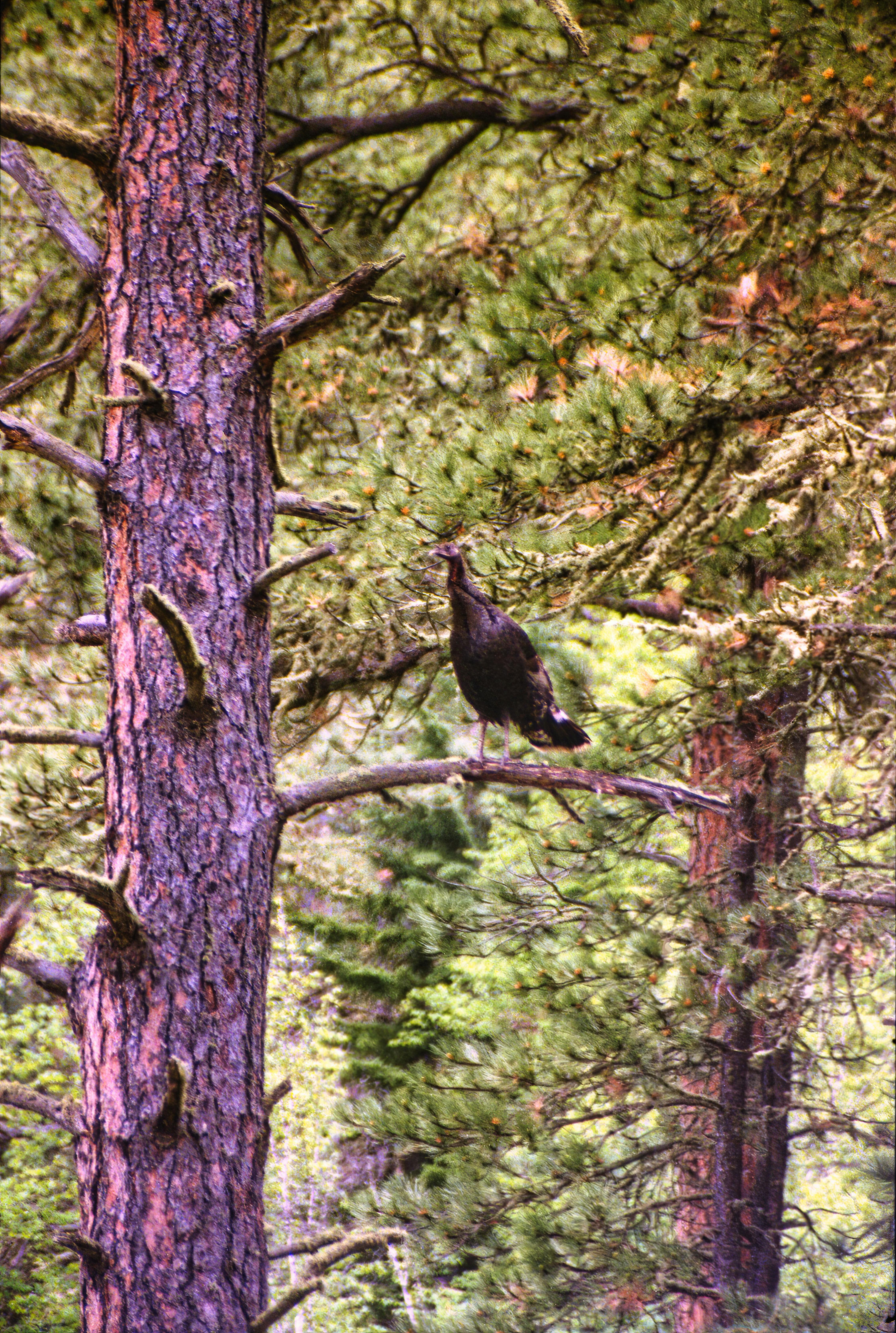 A wild turkey perched on a tree branch in a lush Colorado forest landscape.