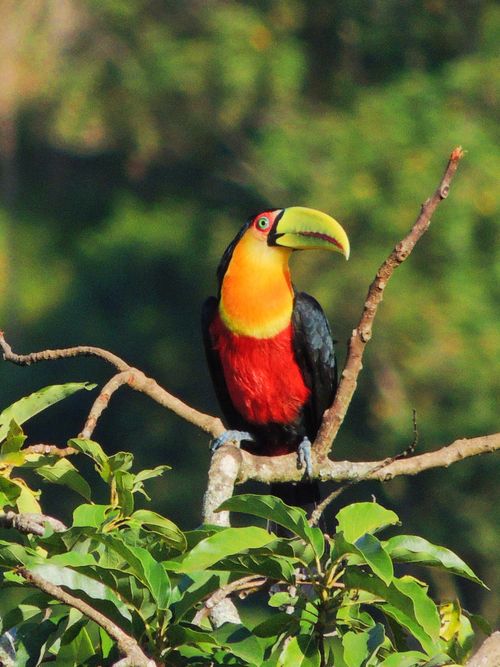 Free Stunning image of a green-billed toucan perched on a tree branch in São José dos Campos, Brazil. Stock Photo