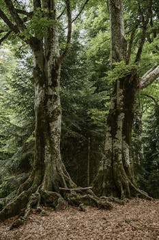 Explore the serene beauty of lush, towering trees in a tranquil forest setting.