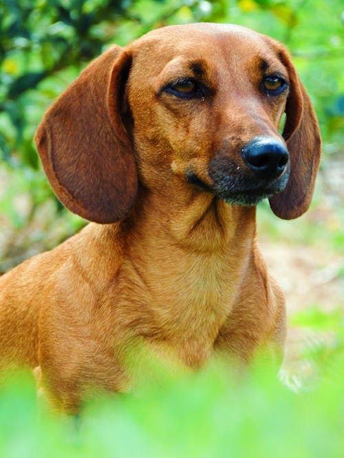 Free Close-Up Shot of a Brown Dog Stock Photo