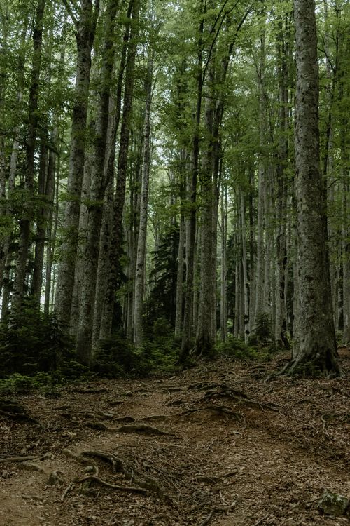 Free Explore a serene forest trail surrounded by towering trees and lush greenery. Stock Photo