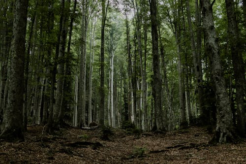 Kostenloses Stock Foto zu hohe bäume, holz, natur