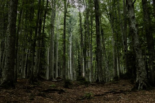 A dense forest with towering trees and a lush green canopy.