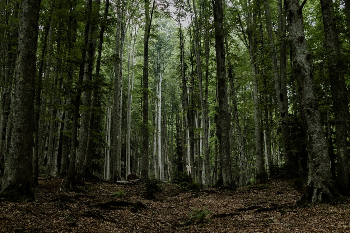 Tall Trees in a Forest · Free Stock Photo