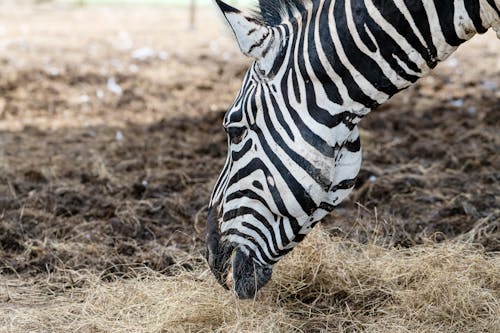 Close-Up Shot of a Zebra Grazing on a Grassy Field