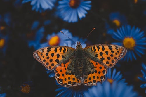 Free Close-Up Shot of a Butterfly Perched on a Blue Flower Stock Photo