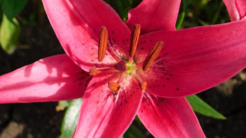 Free red lily Stock Photo