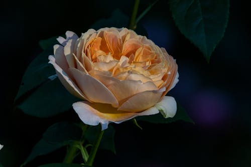 Close-Up Shot of a White Garden Rose in Bloom