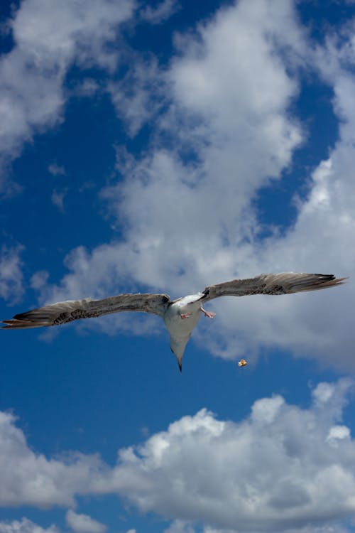 無料 かもめ, 垂直ショット, 海鳥の無料の写真素材 写真素材