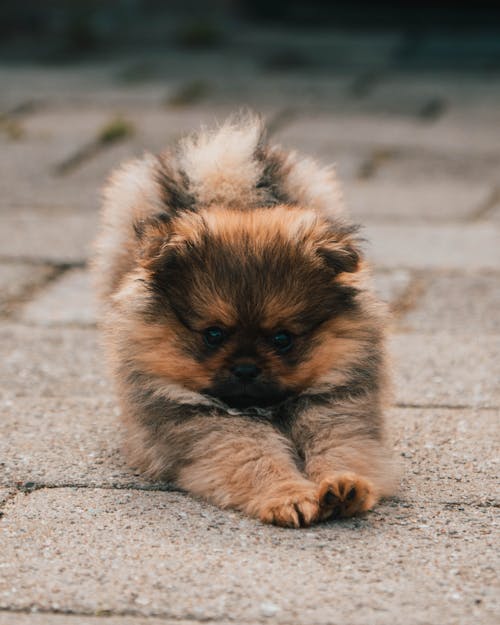 Close-Up Shot of a Pomeranian