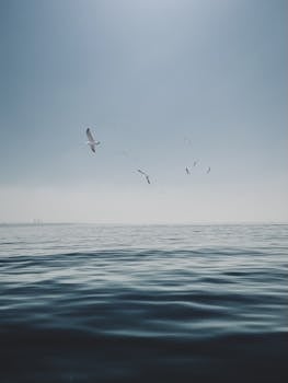 Peaceful scene of seagulls flying over a calm sea under a clear blue sky in Turkey.