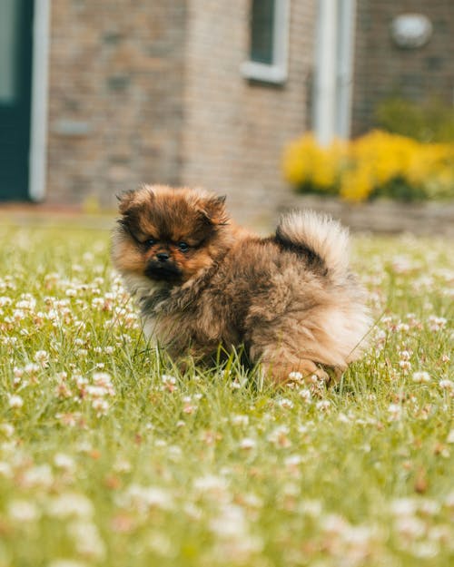 Close-Up Shot of a Pomeranian on a Grassy Field