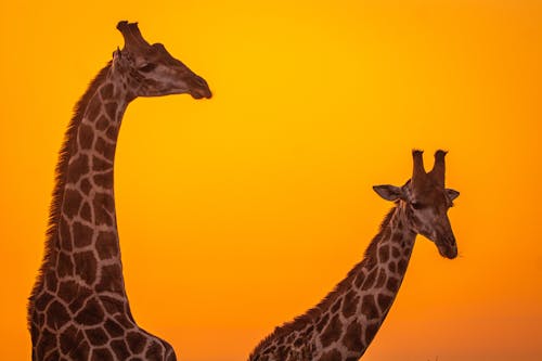 Close-Up Shot of Giraffes