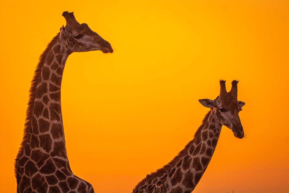 Luxury Safari: Serengeti vs. Maasai Mara Showdown