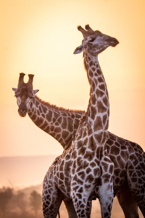 免费 长颈鹿日落求爱   腼腆的微笑 素材图片