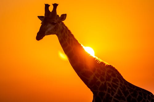 Close-Up Shot of a Giraffe